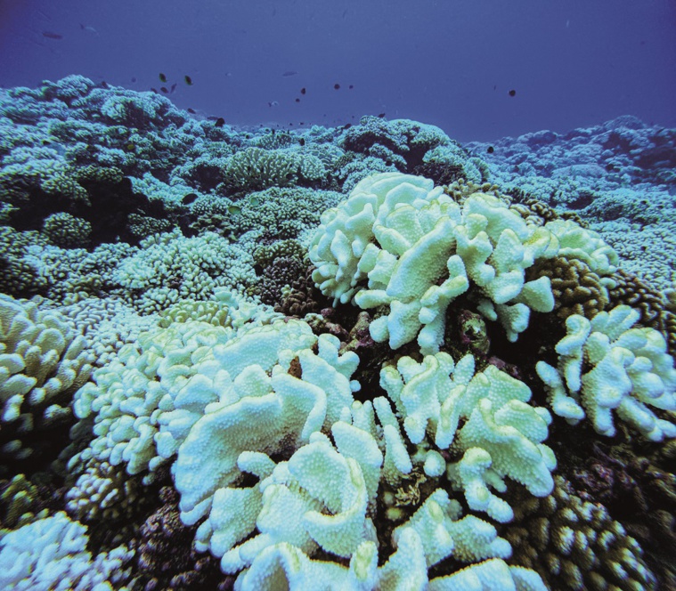 Alerte blanchissement à Fakarava Alerte blanchissement à Fakarava