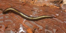 Biodiversité: le "ver plat de Nouvelle-Guinée" étend son territoire et s'invite en Polynésie Biodiversité: le "ver plat de Nouvelle-Guinée" étend son territoire et s'invite en Polynésie