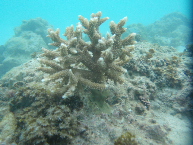 Tamari'i pointe des pêcheurs donne des coraux à l'association Pa'e pa'e no te ora