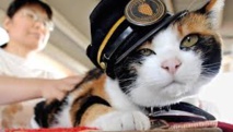 Japon: mort du chat Tama, chef de gare et aimant à touristes Japon: mort du chat Tama, chef de gare et aimant à touristes