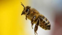 Une "autoroute" pour sauver les abeilles à Oslo Une "autoroute" pour sauver les abeilles à Oslo