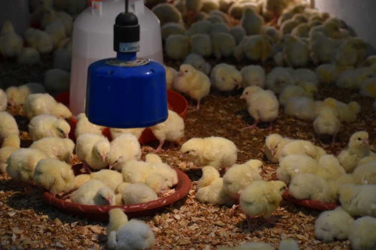 Un nouveau lot d’un millier de poussins tout juste arrivés de Nouvelle-Zélande. Un nouveau lot d’un millier de poussins tout juste arrivés de Nouvelle-Zélande.