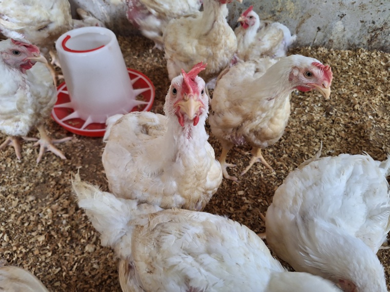 La production de poules de chair est encore peu développée en Polynésie.