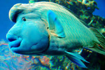 Un Napoléon, espèce sensible à la pêche intensive, à Océanopolis