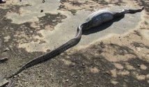 Un python meurt après avoir avalé un porc-épic