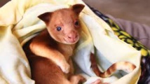Un kangourou arboricole survit dans la poche d'un wallaby Un kangourou arboricole survit dans la poche d'un wallaby