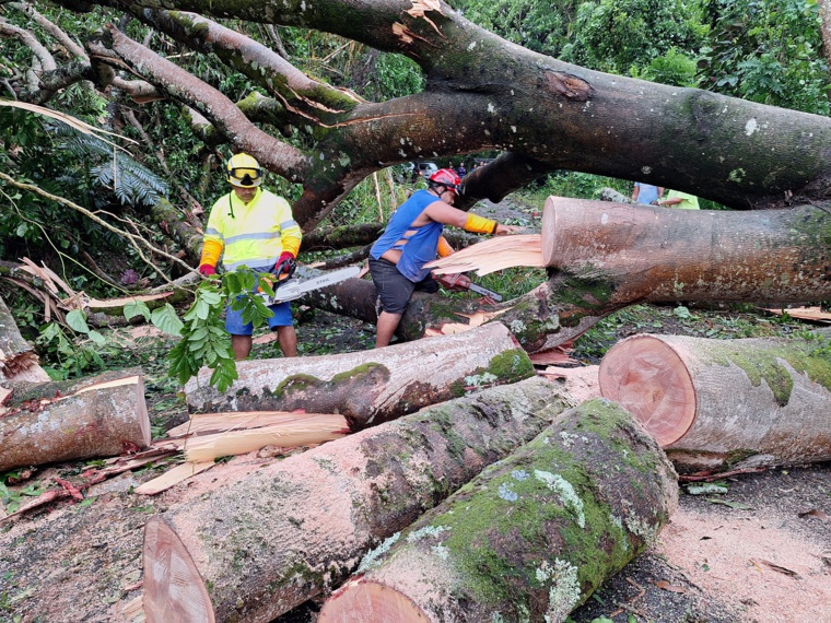 Un arbre s’effondre sur la route à Puunui Un arbre s’effondre sur la route à Puunui