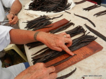 La production de vanille en très forte baisse La production de vanille en très forte baisse