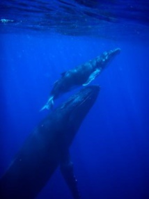 Crédit photo: Te mana o te moana