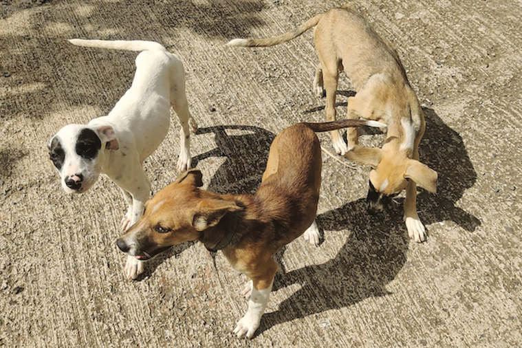 Il y a des bonnes attitudes à adopter lors de rencontres surprises avec des chiens errants ou divagants agressifs. Crédit photo : Archives TI.
