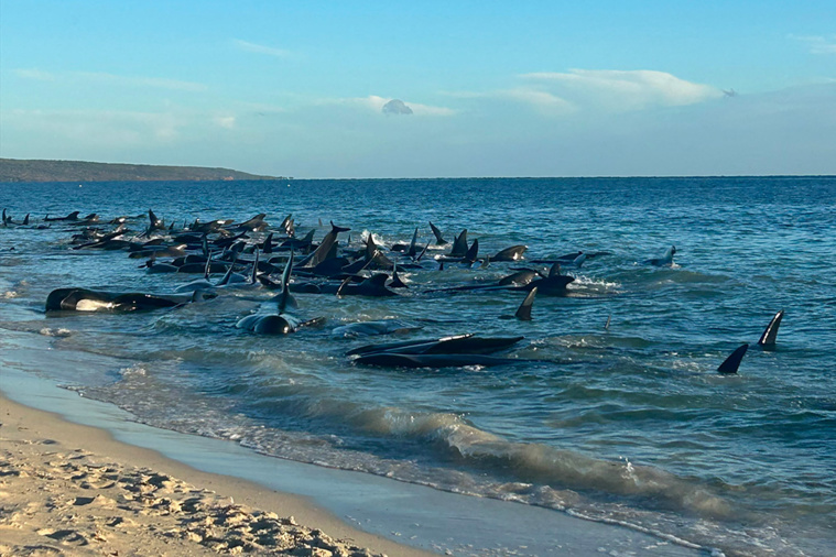 Des dizaines de cétacés s'échouent sur une plage australienne