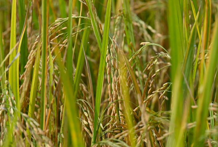 Crédit Ted ALJIBE / AFP Crédit Ted ALJIBE / AFP