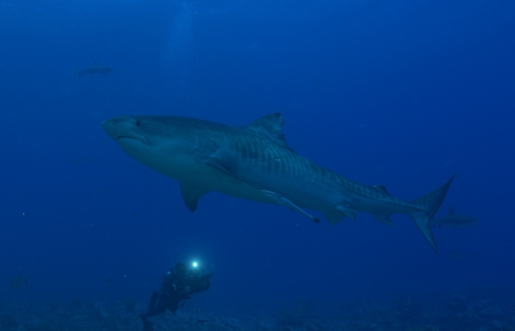 Les requins polynésiens sont-ils pacifiques ?