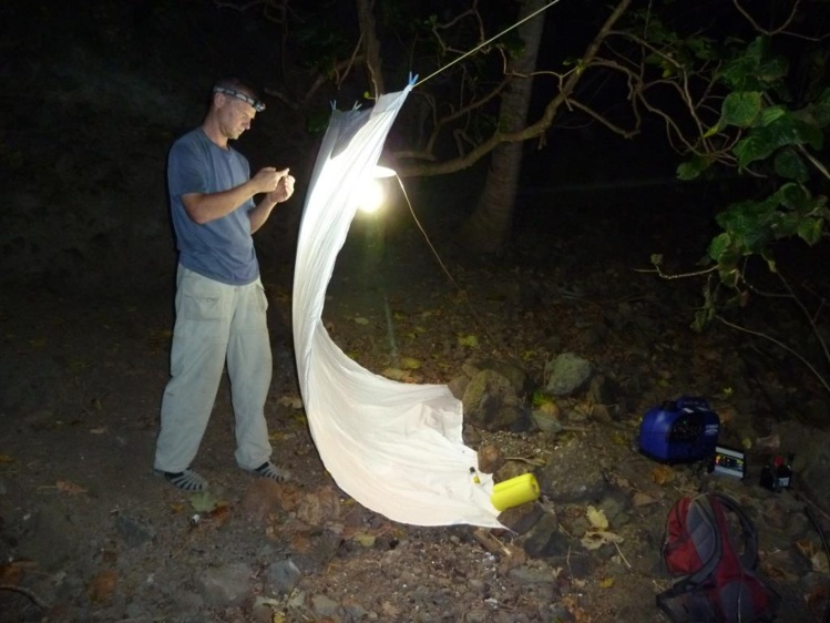 Deux entomologistes américains à la recherche de nouvelles espèces polynésiennes