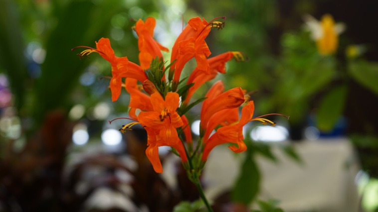 La flore de Polynésie française compte environ 900 espèces. Crédit : Tom Larcher La flore de Polynésie française compte environ 900 espèces. Crédit : Tom Larcher