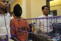 Indonésie: un homme interpellé pour avoir vendu des aigles sur Facebook