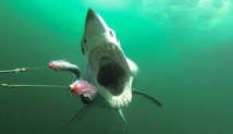 Des appâts accrochés aux caméras pour compter les requins Des appâts accrochés aux caméras pour compter les requins