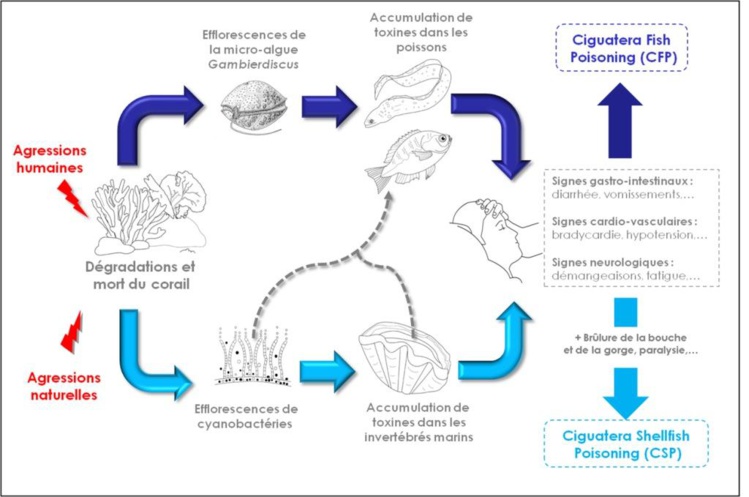 Le site ciguatera-online séduit à l'international Le site ciguatera-online séduit à l'international