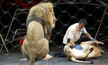 Mexique : les cirques ne pourront plus utiliser d'animaux sauvages