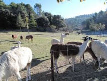 Des lamas remplacent les tondeuses autour d'un IUT de l'Aude Des lamas remplacent les tondeuses autour d'un IUT de l'Aude