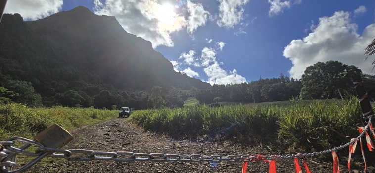 Les champs d’ananas cadenassés à Moorea Les champs d’ananas cadenassés à Moorea