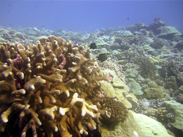 Après avoir été très abîmé, il faut dix à 12 ans pour que le récif corallien se rétablisse.