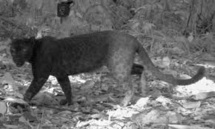 Les taches invisibles de la panthère noire révélées au flash infrarouge Les taches invisibles de la panthère noire révélées au flash infrarouge