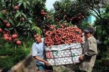 La guerre du litchi, révélatrice de la dépendance du Vietnam envers le marché chinois La guerre du litchi, révélatrice de la dépendance du Vietnam envers le marché chinois