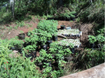 1150 pieds de paka découverts aux Australes et à Rurutu