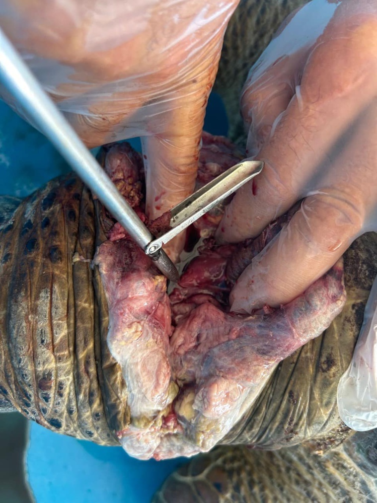 Une tortue verte tuée au fusil sous-marin à Faa’a Une tortue verte tuée au fusil sous-marin à Faa’a