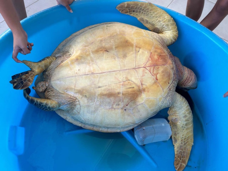 Une tortue verte tuée au fusil sous-marin à Faa’a Une tortue verte tuée au fusil sous-marin à Faa’a