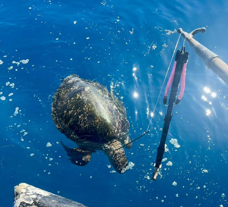 Une tortue verte tuée au fusil sous-marin à Faa’a Une tortue verte tuée au fusil sous-marin à Faa’a