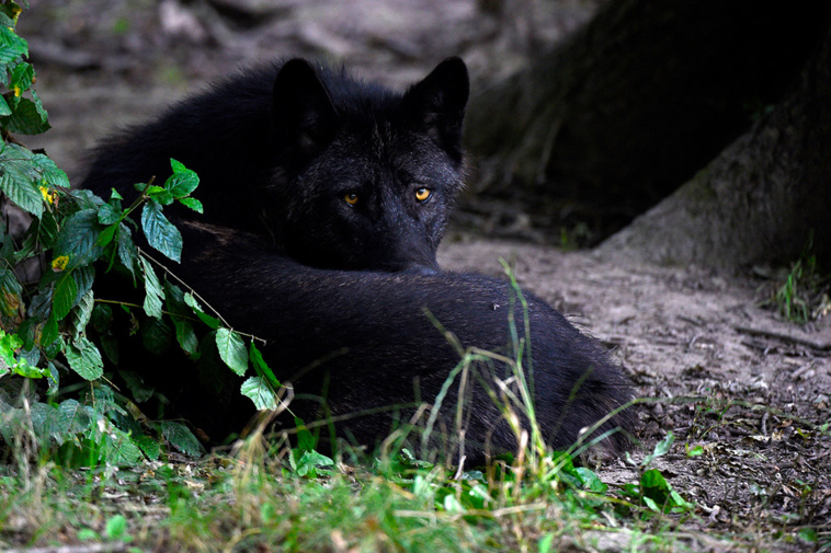 Crédit JEAN-CHRISTOPHE VERHAEGEN / AFP Crédit JEAN-CHRISTOPHE VERHAEGEN / AFP