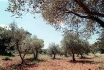 Un premier cas de Xylella Fastidiosa (bactérie tueuse d'olivier) détecté en Corse du sud