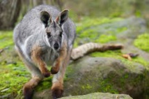 "T'as fumé la moquette?" Des kangourous sauvages en région parisienne "T'as fumé la moquette?" Des kangourous sauvages en région parisienne