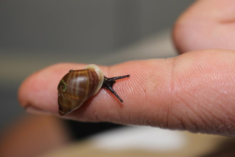 Les Partulas sont là! Les Partulas sont là!