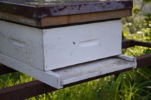 Stéphane Brouttier : "J'aimerais qu’on me laisse importer des semences d’abeilles"
