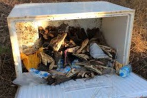 Des dizaines de têtes de crocodiles décomposées retrouvées en Australie