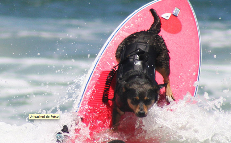 San Diego: Un championnat du monde de surf...pour les chiens