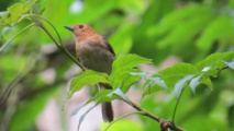Depuis 25 ans Manu protège les oiseaux de Polynésie
