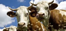 Un complément alimentaire donné aux vaches pour la lutte climatique Un complément alimentaire donné aux vaches pour la lutte climatique
