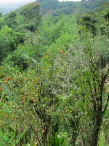 Les plateaux des orangers ouverts au public jusqu'au 16 août Les plateaux des orangers ouverts au public jusqu'au 16 août