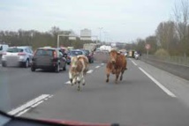 "Rodéo" sur l'autoroute pour retrouver des vaches après un accident de bétaillère "Rodéo" sur l'autoroute pour retrouver des vaches après un accident de bétaillère