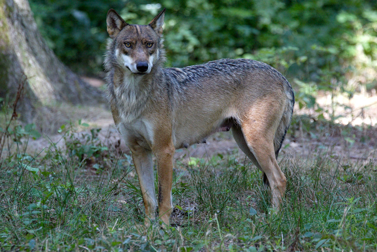 MARTIN BUREAU / AFP MARTIN BUREAU / AFP
