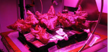 Des astronautes ont goûté pour la première fois de la salade cultivée dans l'espace Des astronautes ont goûté pour la première fois de la salade cultivée dans l'espace