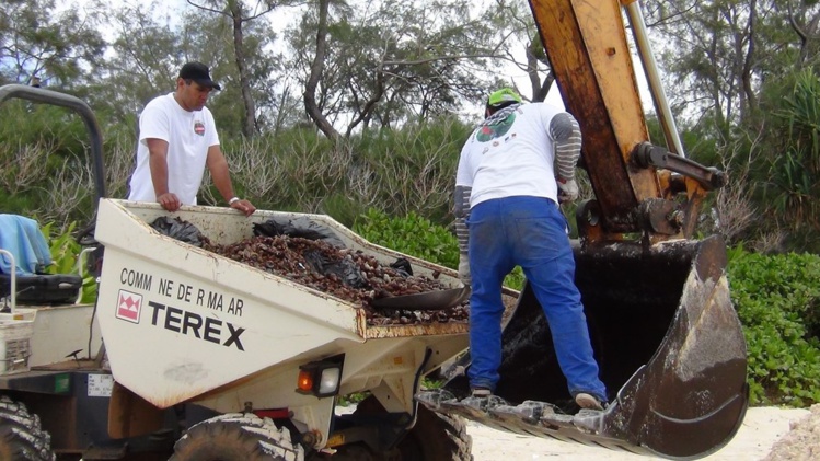 Plusieurs tonnes d'escargots géants ont été ramassées mercredi dernier. Plusieurs tonnes d'escargots géants ont été ramassées mercredi dernier.