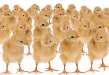 Des parlementaires volent au secours des poussins mâles Des parlementaires volent au secours des poussins mâles