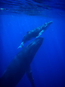 Les baleines, des mastodontes sensibles et fragiles