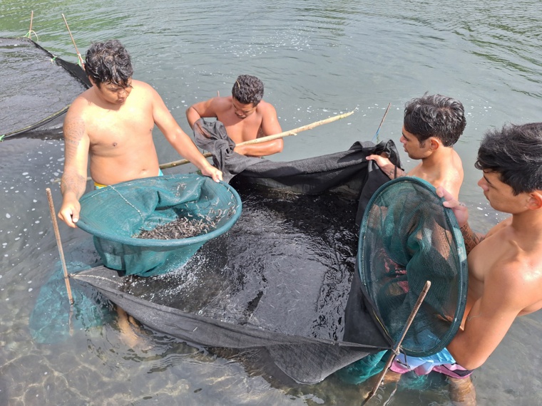 Les parcs improvisés de la famille Tinorua. Les parcs improvisés de la famille Tinorua.