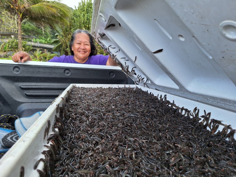 Les bacs et glacières étaient pleins à ras bord. Les bacs et glacières étaient pleins à ras bord.
